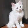 トライアルへ。真っ白半長毛オッドアイの女の子 サムネイル3
