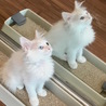 トライアルへ。真っ白半長毛オッドアイの女の子 サムネイル5