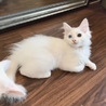 トライアルへ。真っ白半長毛オッドアイの女の子 サムネイル7