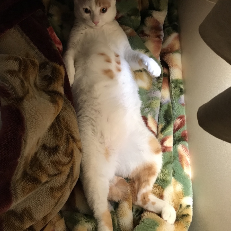 なめこのカバー写真