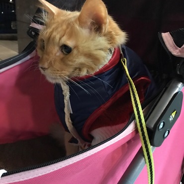 カートでお散歩にゃん