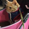 カートでお散歩にゃん