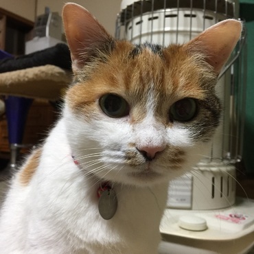 の写真