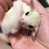 ぴつ