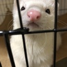 でんでんまる。