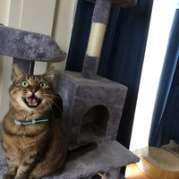 ベル