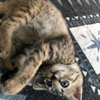 幸  子猫  ２ヶ月  ベンガルっぽいキジトラ