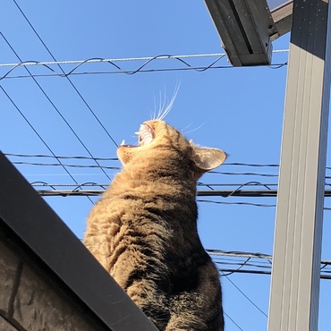 ノノの写真