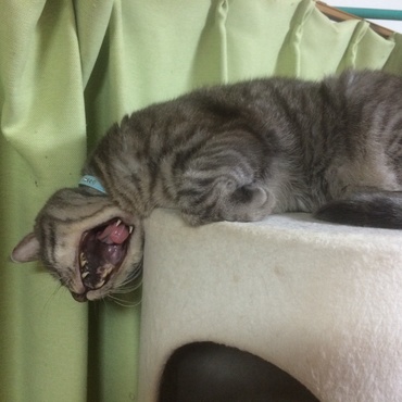 ココの写真