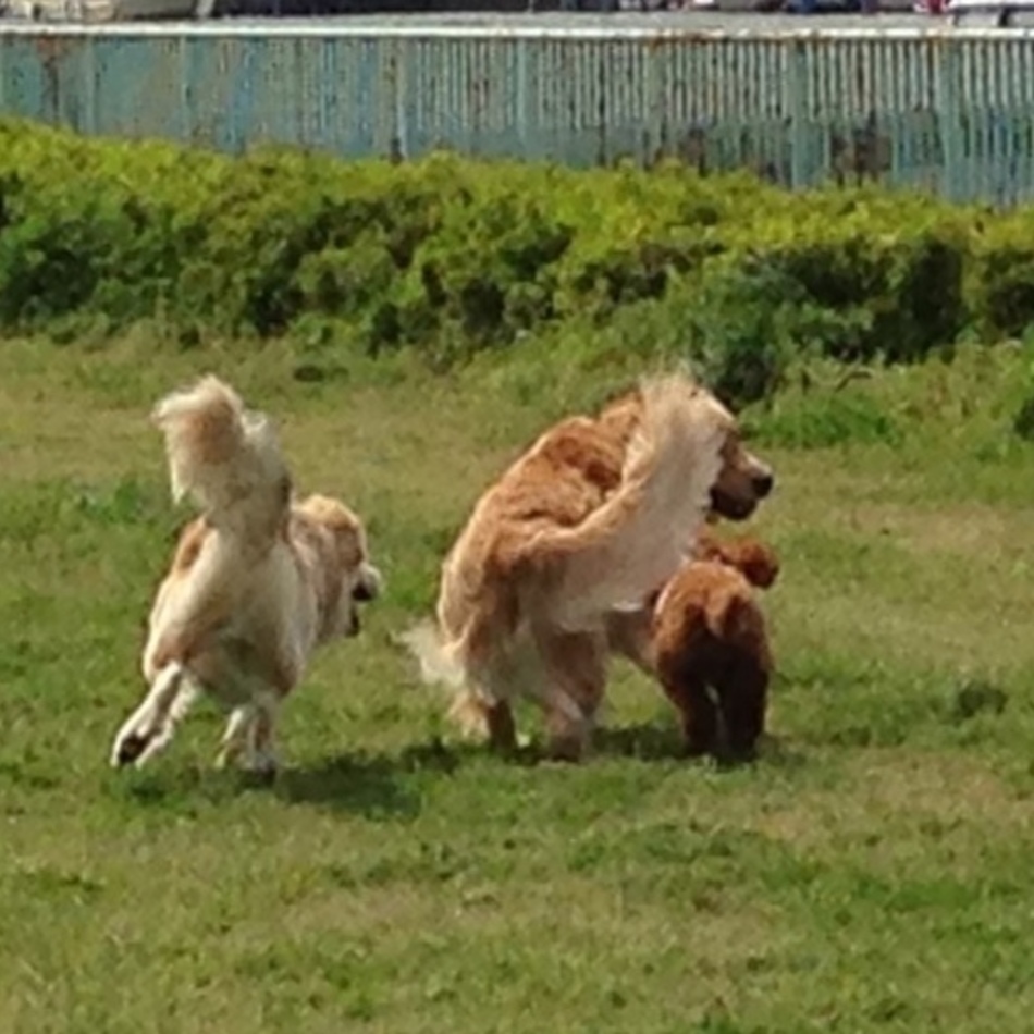 りくのカバー写真
