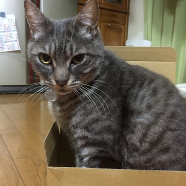 ココの写真