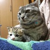 の写真