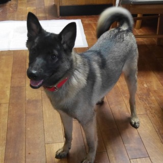 保健所からレスキューしました　女の子