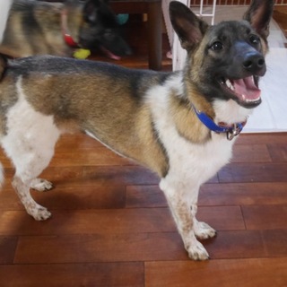 保健所からレスキューしました　男の子