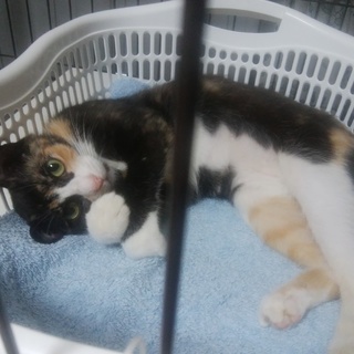 ちっちゃい甘々さびしんぼ  ピコちゃん (仮名)