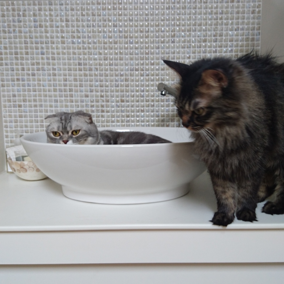 もものカバー写真