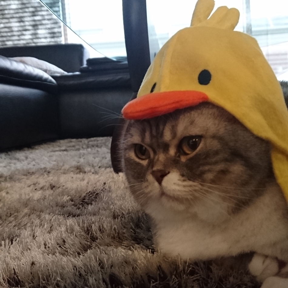 りんのカバー写真