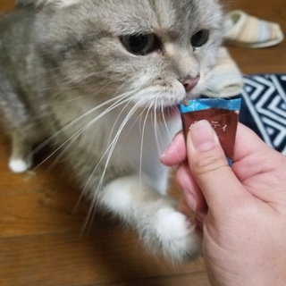 チンチラ、アメショーMIX