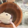 ウーパー