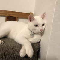 ウンベラータ