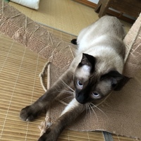 アラビアータ