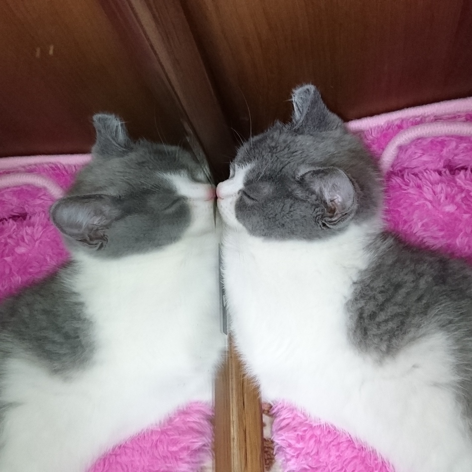 メルのカバー写真