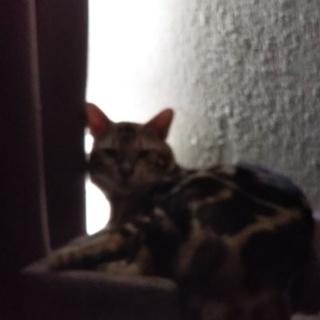 サンタ 2才♂ (仮予約)