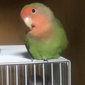 コザクラインコ 