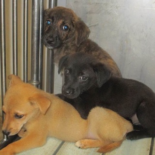 生後２ヵ月半、少しシャイですが　可愛い子犬兄弟