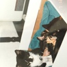 19年前鹿児島で拾ったパンダ達。翌日タオルの下は蚤の幼虫だらけ朝一で獣医さんに駆け込んだ