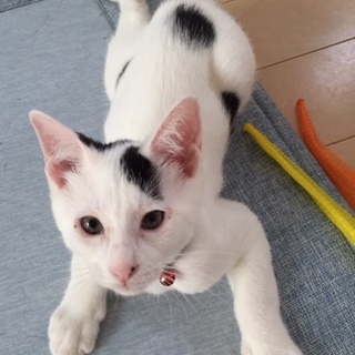 つぶらな目のつぶくん