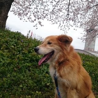 推定10歳オス犬