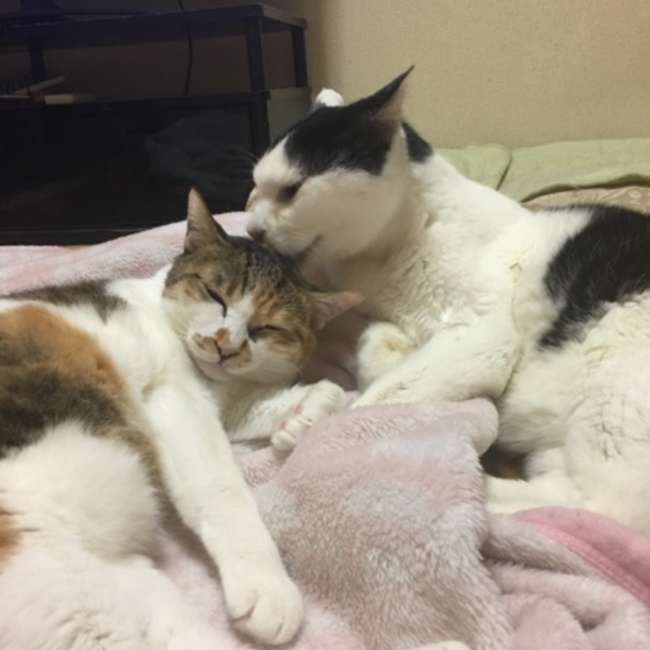 ruby  loveのカバー写真