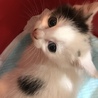 大切な家族を探してます サムネイル3