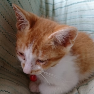 野良子猫保護してます。茶白くん