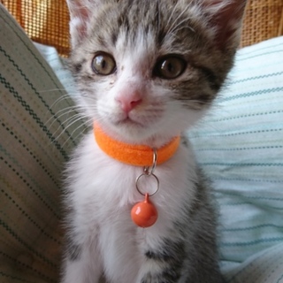 野良子猫保護してます。オレンジちゃん