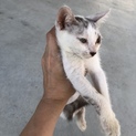 仔猫の里親さん募集！