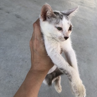 仔猫の里親さん募集！