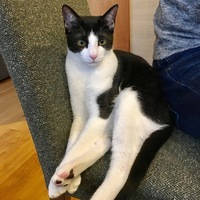 オレオ