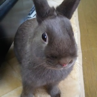 【交渉中】ネザーランド♂くりくりおめめで可愛いです