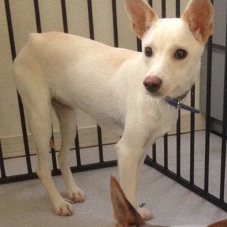 7／15銀座で譲渡会　真っ白の小型ミックス