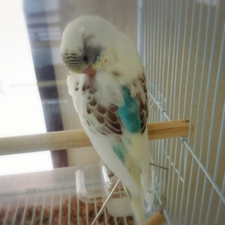 3月生まれセキセイインコの里親募集