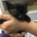 風邪っぴきでも可愛い黒猫です！