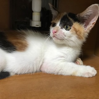 生後２か月、危機を乗り越えたおしとやかな三毛猫です