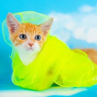元気で懐こい　ジロー君です♪