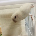 マメルリハインコの里親募集