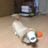 ヨーグルトいただきぃ～～