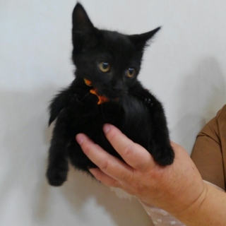 穏やかな2ヵ月の黒の女の子