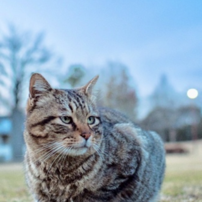 まりりんまりーのカバー写真