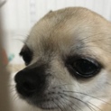 里親募集します。